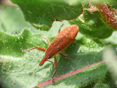Lixus punctiventris