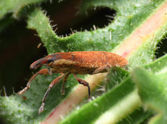 Lixus punctiventris