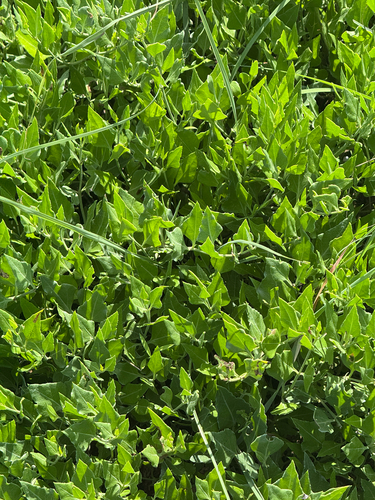 Acleisanthes longiflora, photograph 2