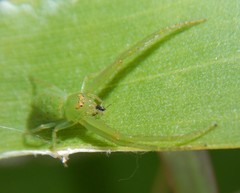 Cetratus rubropunctatus