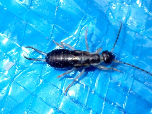 Western Earwig
