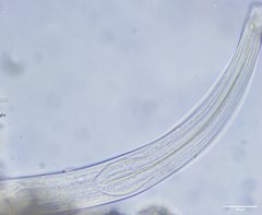 Nematoda