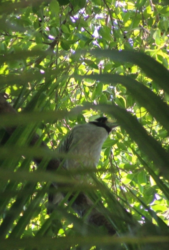 Yellow-crowned Night Heron