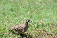 Geophaps scripta