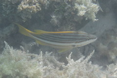 Lutjanidae