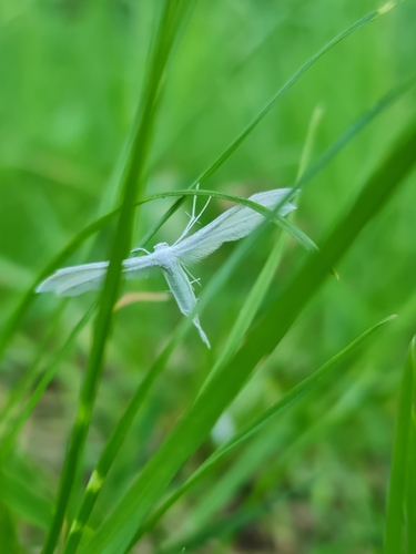 White Plume Moth