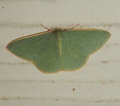 Chlorocoma assimilis