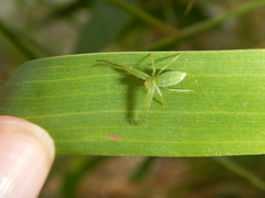 Cetratus rubropunctatus