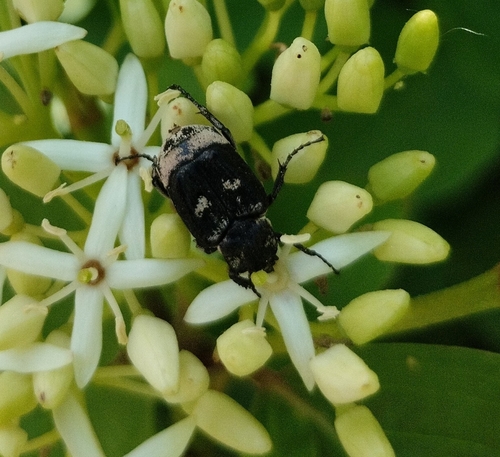 Valgus hemipterus