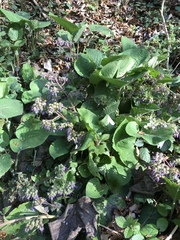 Trachystemon orientalis