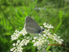 Aricia nicias