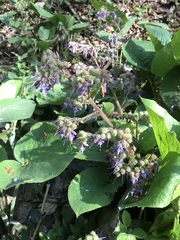 Trachystemon orientalis