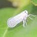 Meenoplid Planthoppers - Photo (c) donnamareetomkinson, some rights reserved (CC BY-NC), uploaded by donnamareetomkinson