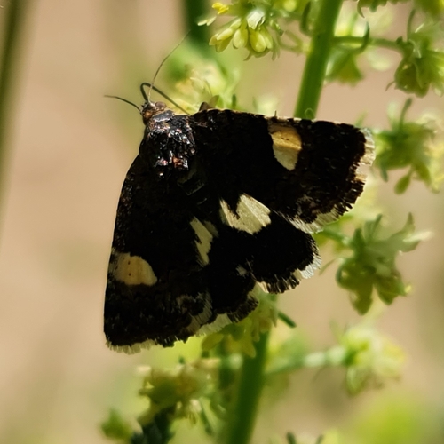 Four-spotted Moth