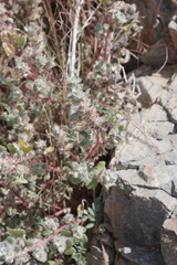 Forsskaolea tenacissima