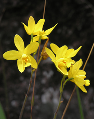 Spathoglottis affinis