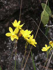 Spathoglottis affinis