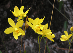 Spathoglottis affinis