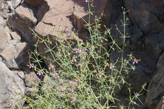 Zygophyllum indicum