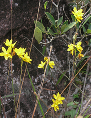 Spathoglottis affinis