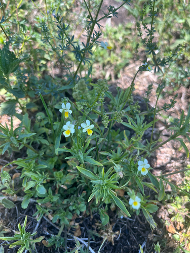 European field pansy