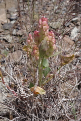 Rumex vesicarius