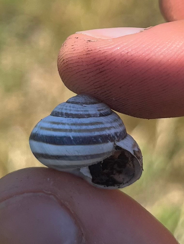 Vineyard Snail