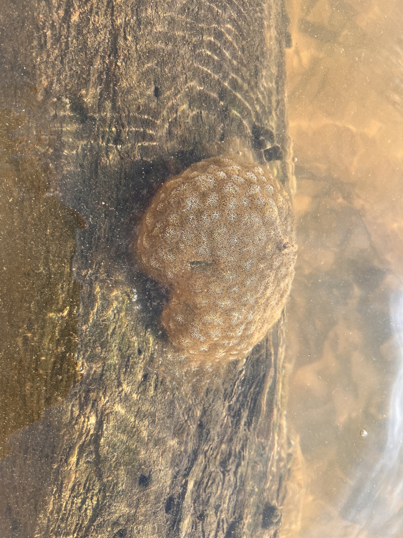 Pectinatella magnifica (Leidy, 1851)