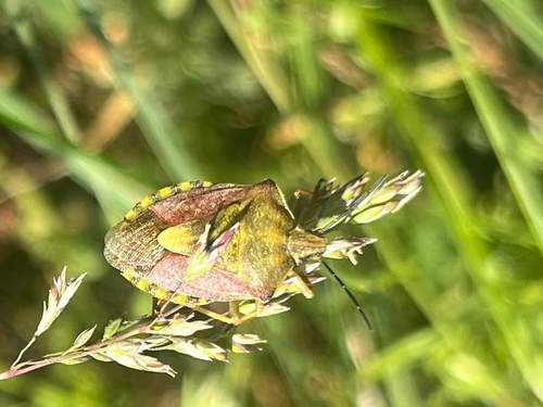 Black-shouldered Shieldbug
