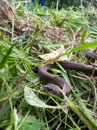 Red-bellied Snake