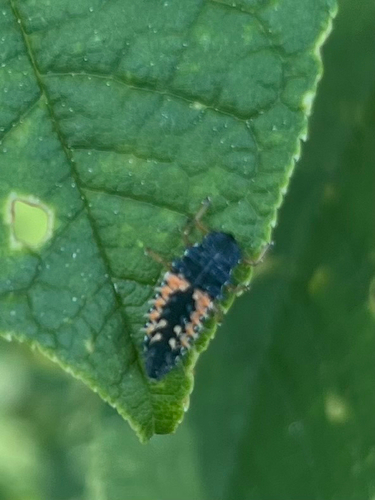 Asian Lady Beetle