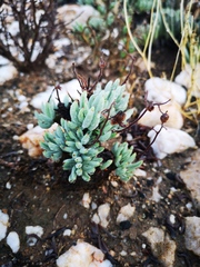 Tylecodon reticulatus