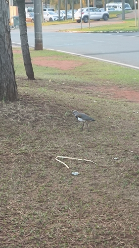Southern Lapwing