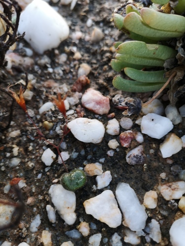 Tylecodon occultans