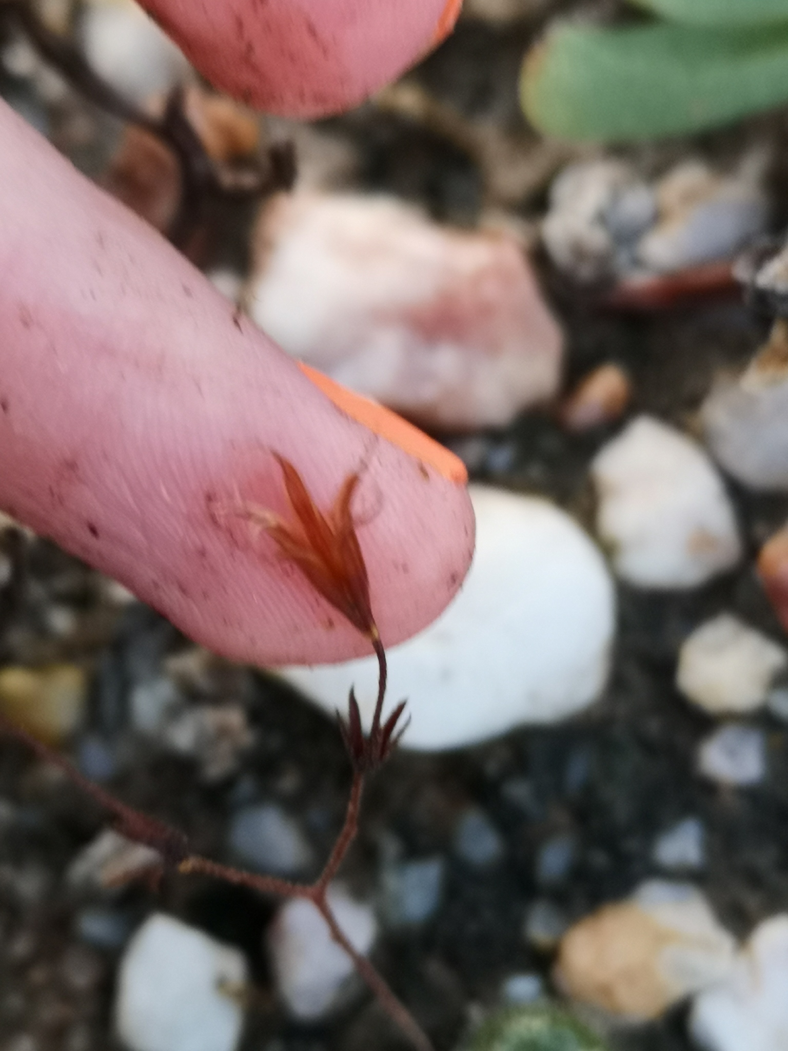 Tylecodon occultans (R.A.Dyer) Toelken 3