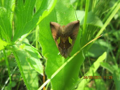 Autographa bractea