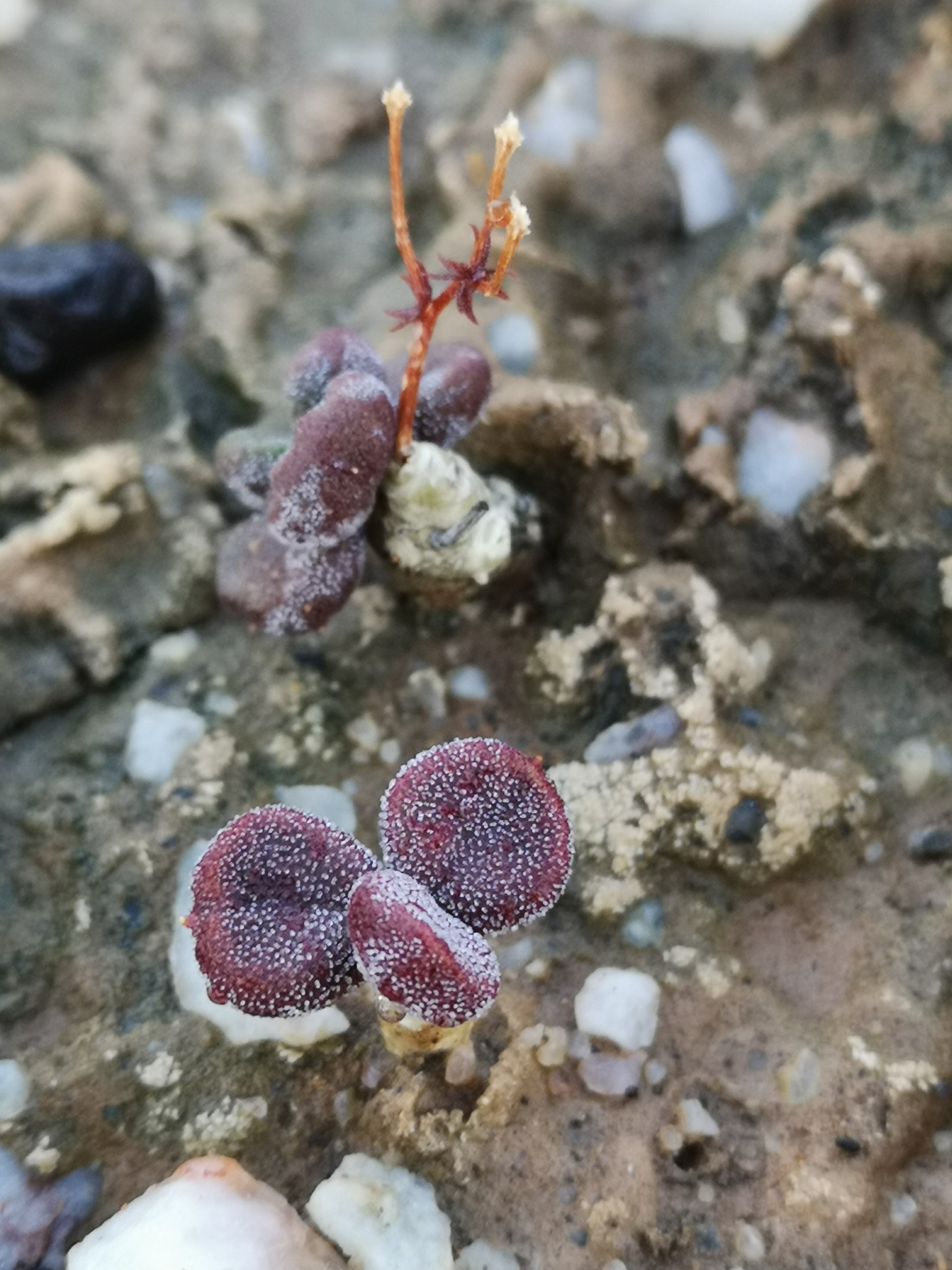 Tylecodon pygmaeus 2