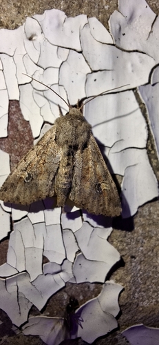 Bordered Apamea Moth