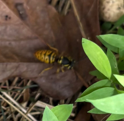 Eastern Yellowjacket