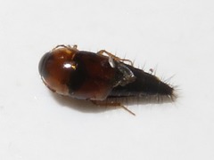 Tachyporus dispar