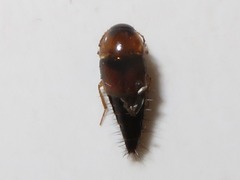 Tachyporus dispar