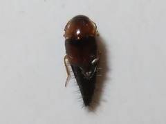 Tachyporus dispar