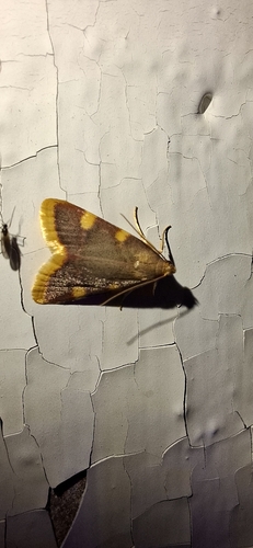 Clover Hayworm Moth