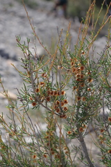Pteropyrum scoparium