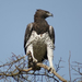 Martial Eagle - Photo (c) anneglick, some rights reserved (CC BY-NC)