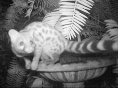 Genetta tigrina