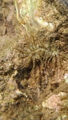 Anthopleura dixoniana