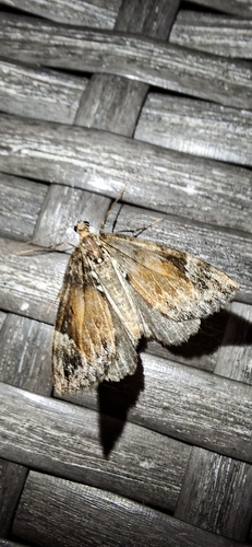 Marbled Carpet Moth
