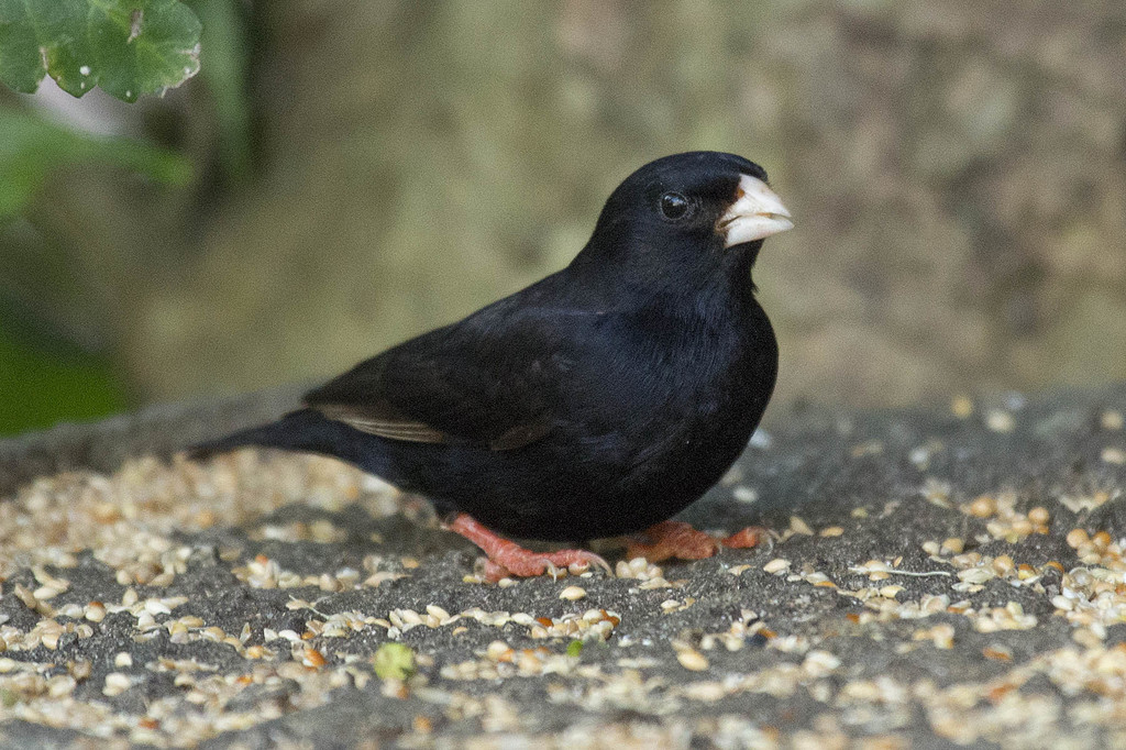 Dusky Indigobird (Vidua funerea) photo