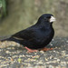 Variable Indigobird - Photo (c) Geoff Nichols, some rights reserved (CC BY-NC), uploaded by Geoff Nichols